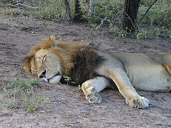 2000 Kapama, RSA, Male lion