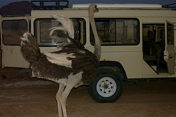 2000 Namibia – wild company