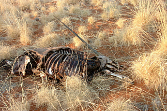 2000 Namibia Carcas