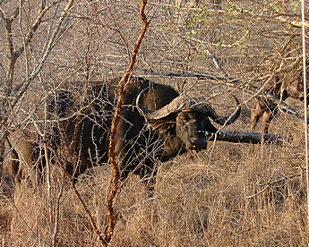 2002 Mala Mala – Buffalo