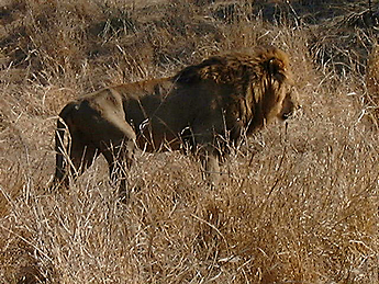 2002 MAla Mala – hunting lion