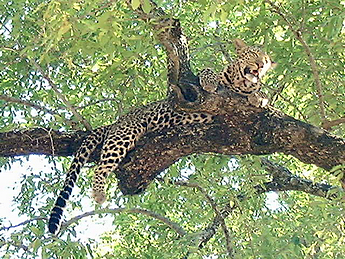 2002 Mala Mala – young leopard