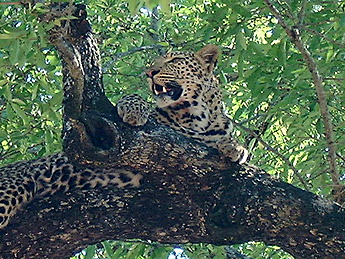 2002 Mala Mala – young leopard